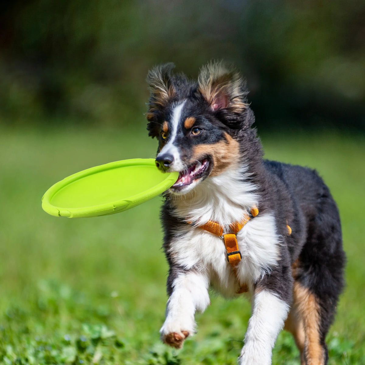 Durable Rubber Dog Flying Disc for Water and Beach Play