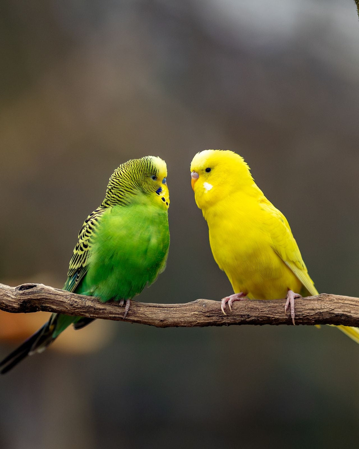 Feathered Friends